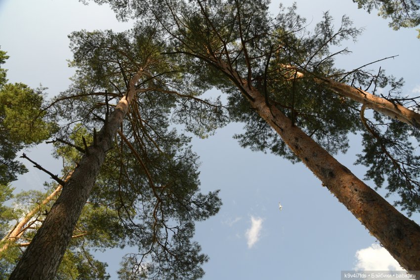 Лесная прогулка Ивы и Авроры