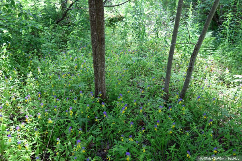 Лесная прогулка Ивы и Авроры