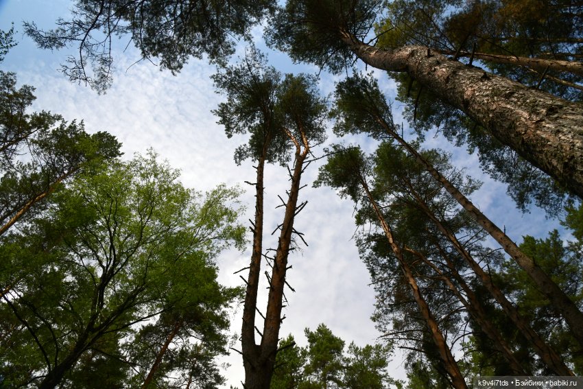 Лесная прогулка Ивы и Авроры