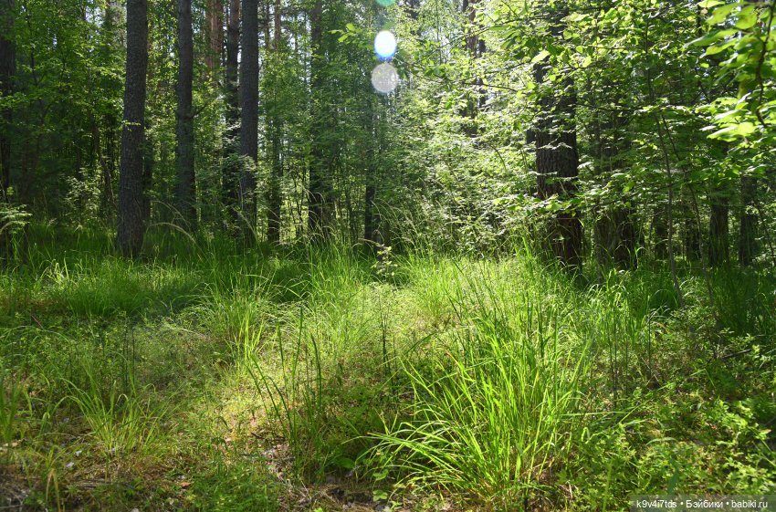 Лесная прогулка Ивы и Авроры