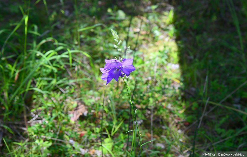 Лесная прогулка Ивы и Авроры