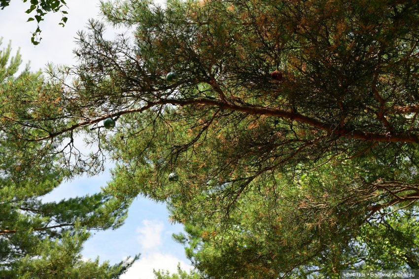 Лесная прогулка Ивы и Авроры