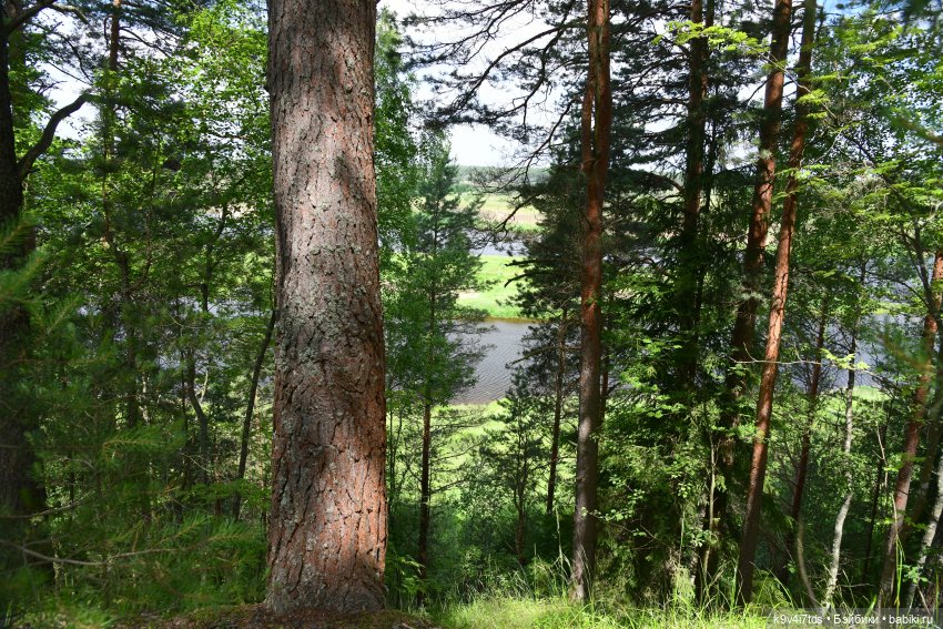 Лесная прогулка Ивы и Авроры