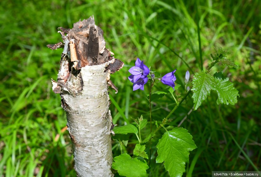 Лесная прогулка Ивы и Авроры