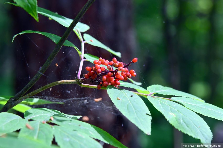 Лесная прогулка Ивы и Авроры