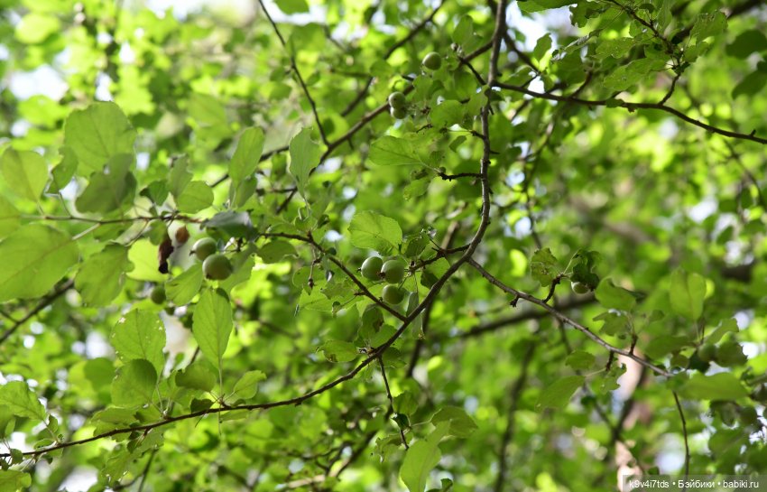 Лесная прогулка Ивы и Авроры