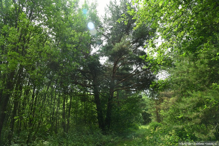 Лесная прогулка Ивы и Авроры