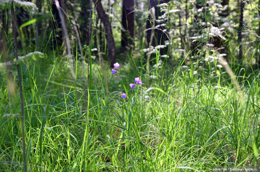 Лесная прогулка Ивы и Авроры