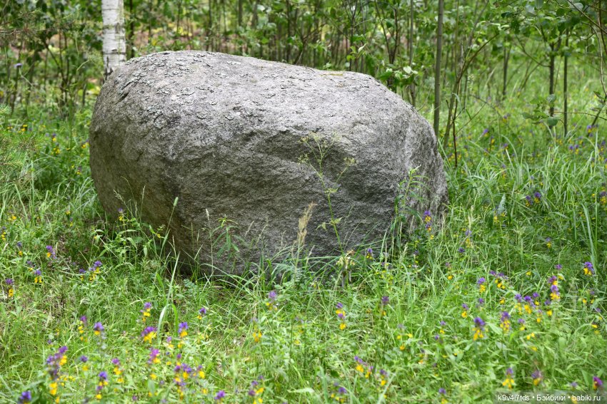 Лесная прогулка Ивы и Авроры