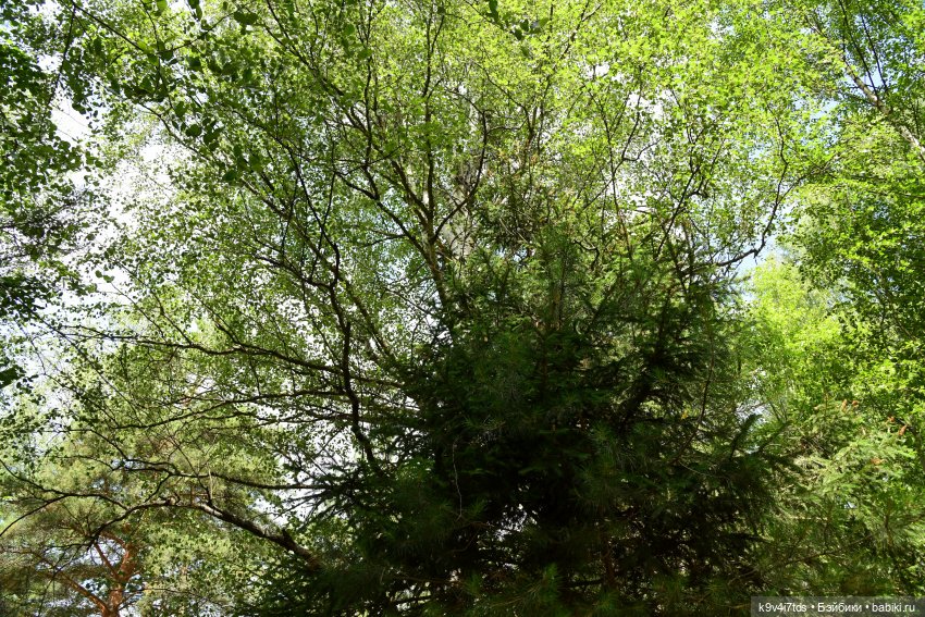 Лесная прогулка Ивы и Авроры