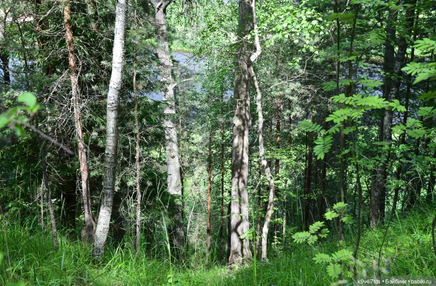 Лесная прогулка Ивы и Авроры