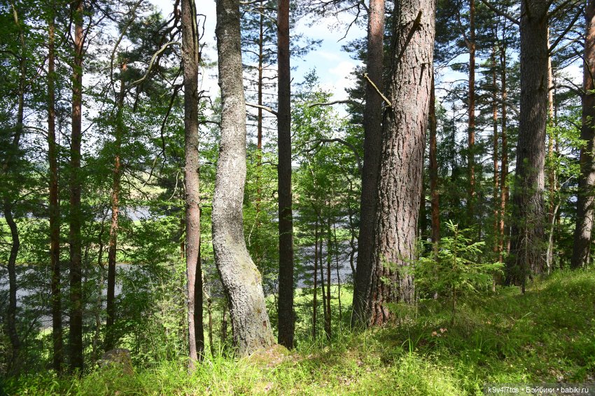 Лесная прогулка Ивы и Авроры