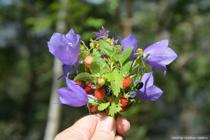 Лесная прогулка Ивы и Авроры