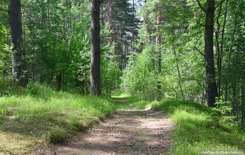 Лесная прогулка Ивы и Авроры