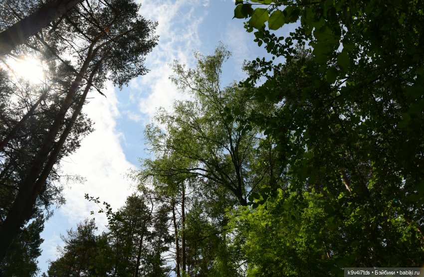 Лесная прогулка Ивы и Авроры