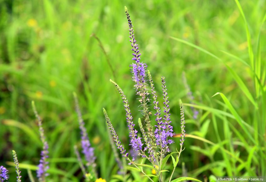 Тиана, Ива и Аврора на Тьме. Minimalini от BUDI BASA