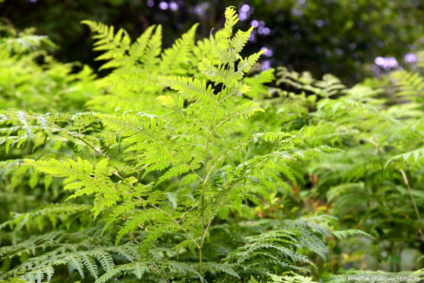 Тиана, Ива и Аврора на Тьме. Minimalini от BUDI BASA