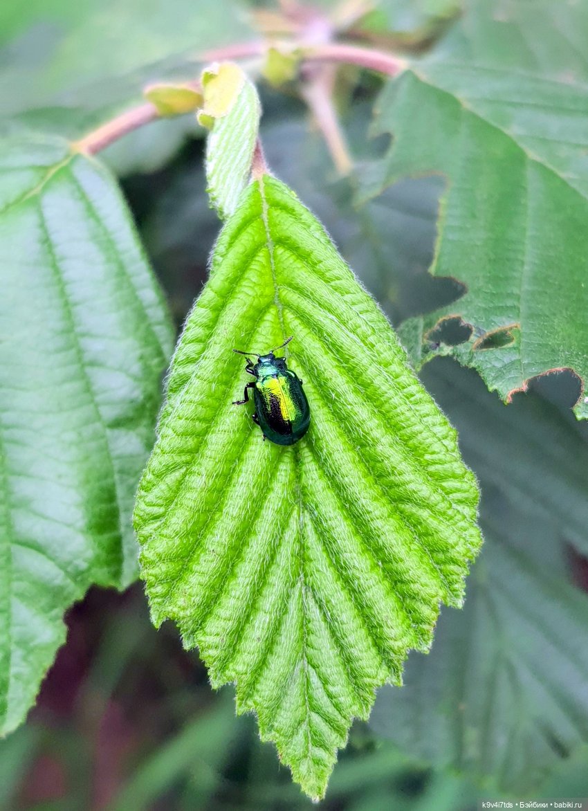 Тиана, Ива и Аврора на Тьме. Minimalini от BUDI BASA
