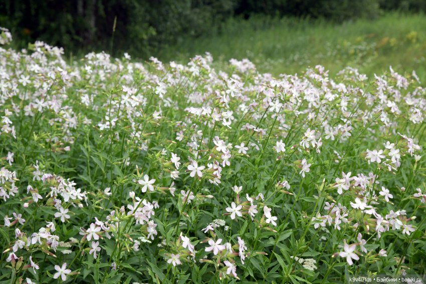 Тиана, Ива и Аврора на Тьме. Minimalini от BUDI BASA