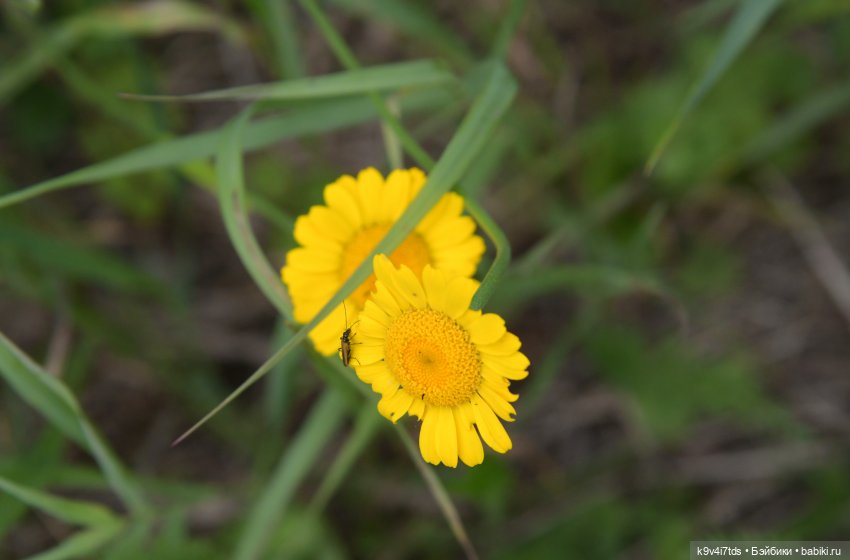 Тиана, Ива и Аврора на Тьме. Minimalini от BUDI BASA