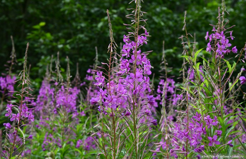 Тиана, Ива и Аврора на Тьме. Minimalini от BUDI BASA (фото 3)