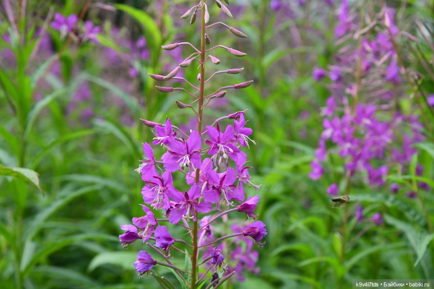 Тиана, Ива и Аврора на Тьме. Minimalini от BUDI BASA (фото 4)