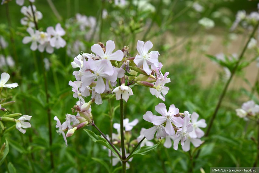 Тиана, Ива и Аврора на Тьме. Minimalini от BUDI BASA (фото 7)