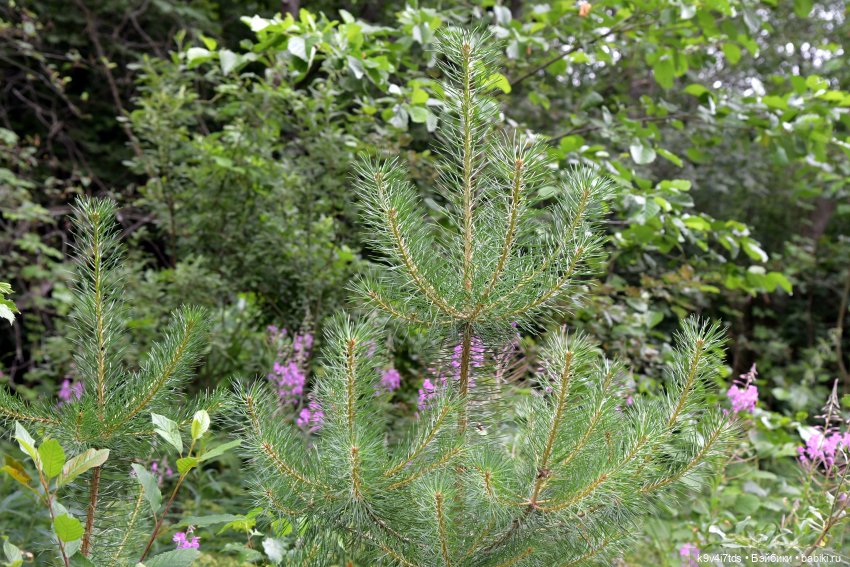 Тиана, Ива и Аврора на Тьме. Minimalini от BUDI BASA