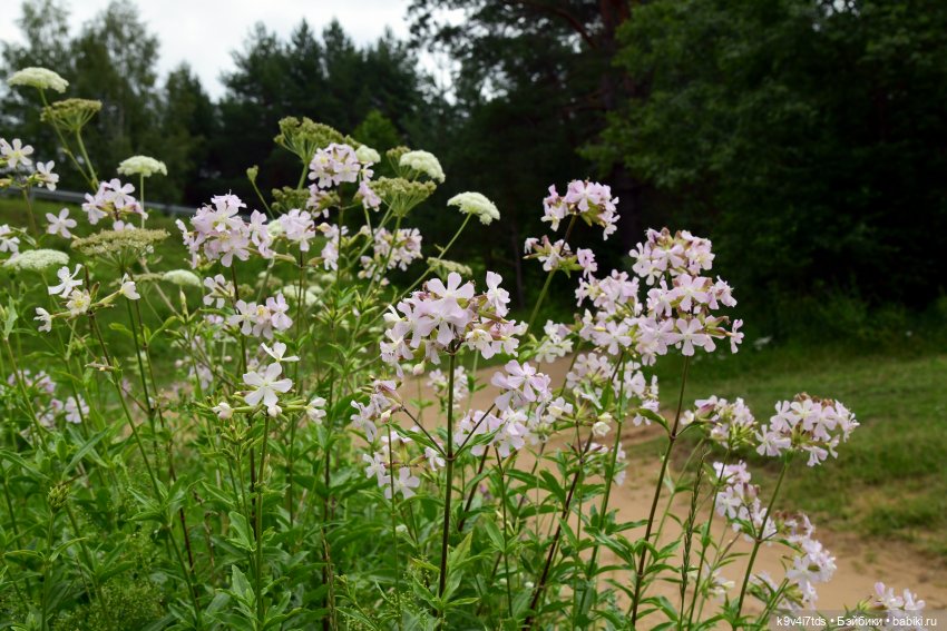 Тиана, Ива и Аврора на Тьме. Minimalini от BUDI BASA (фото 6)