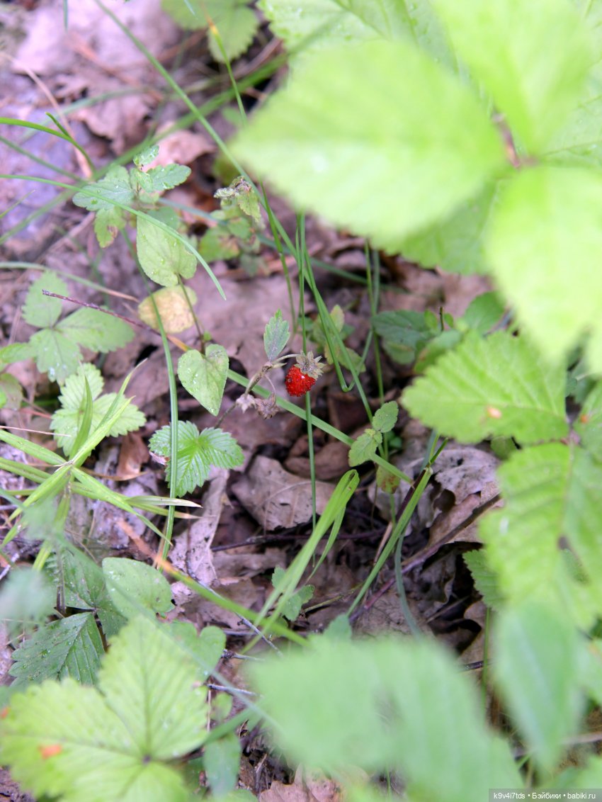 Тиана, Ива и Аврора на Тьме. Minimalini от BUDI BASA