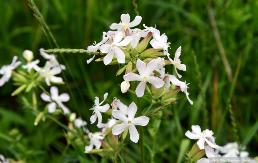 Тиана, Ива и Аврора на Тьме. Minimalini от BUDI BASA