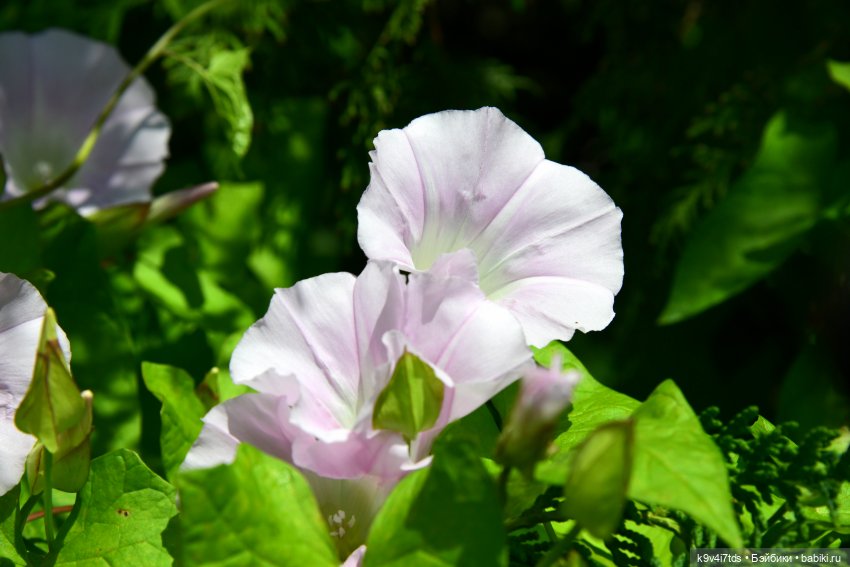 Путешествие в Старицу — Туризм и путешествия: фотоотчеты из поездок