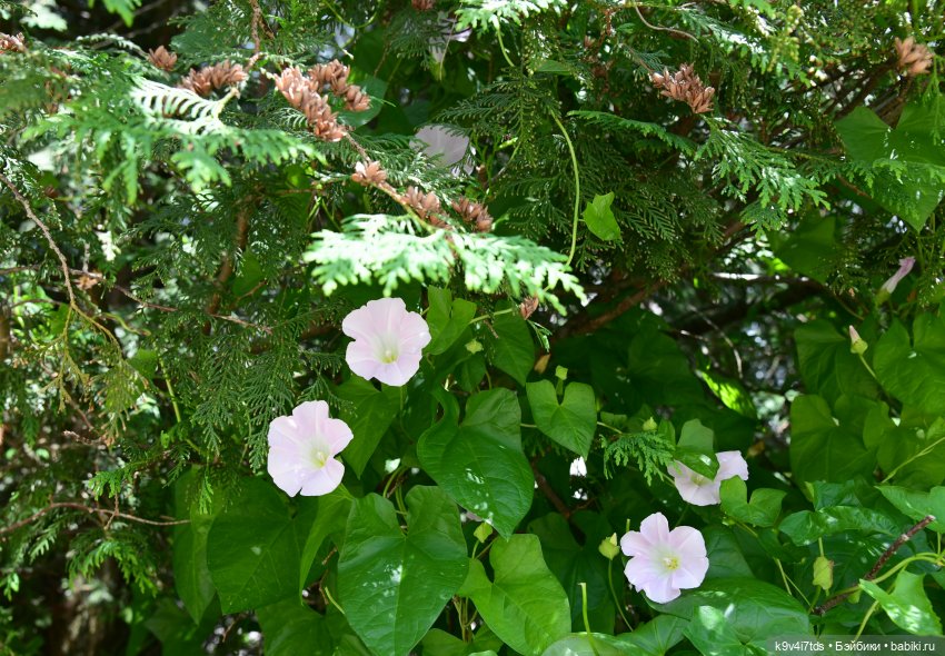 Путешествие в Старицу — Туризм и путешествия: фотоотчеты из поездок