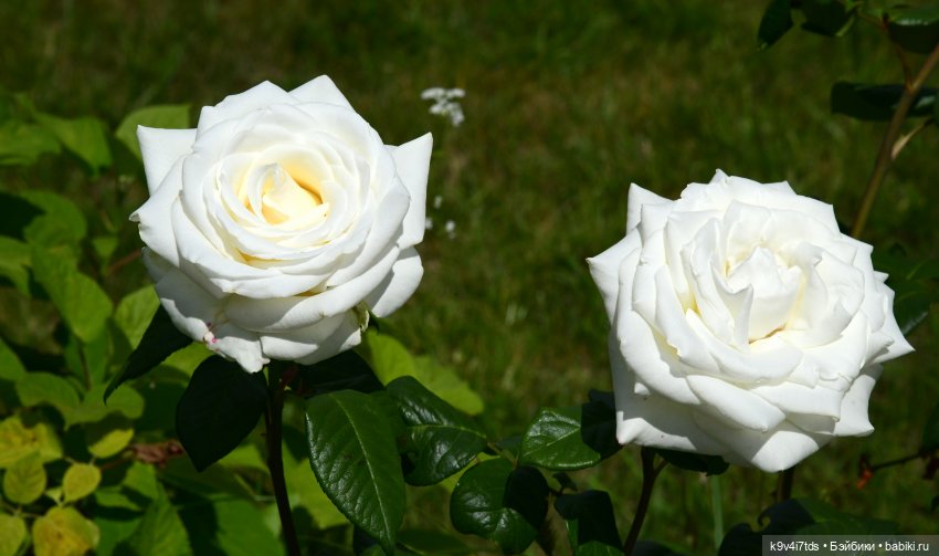 Путешествие в Старицу — Туризм и путешествия: фотоотчеты из поездок