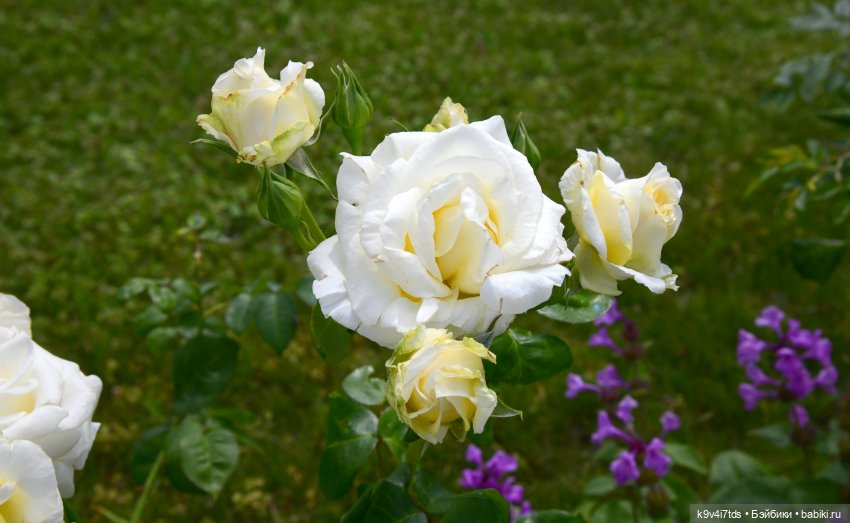 Путешествие в Старицу — Туризм и путешествия: фотоотчеты из поездок