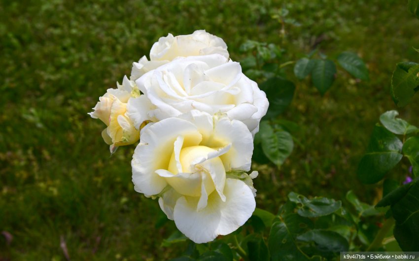 Путешествие в Старицу — Туризм и путешествия: фотоотчеты из поездок