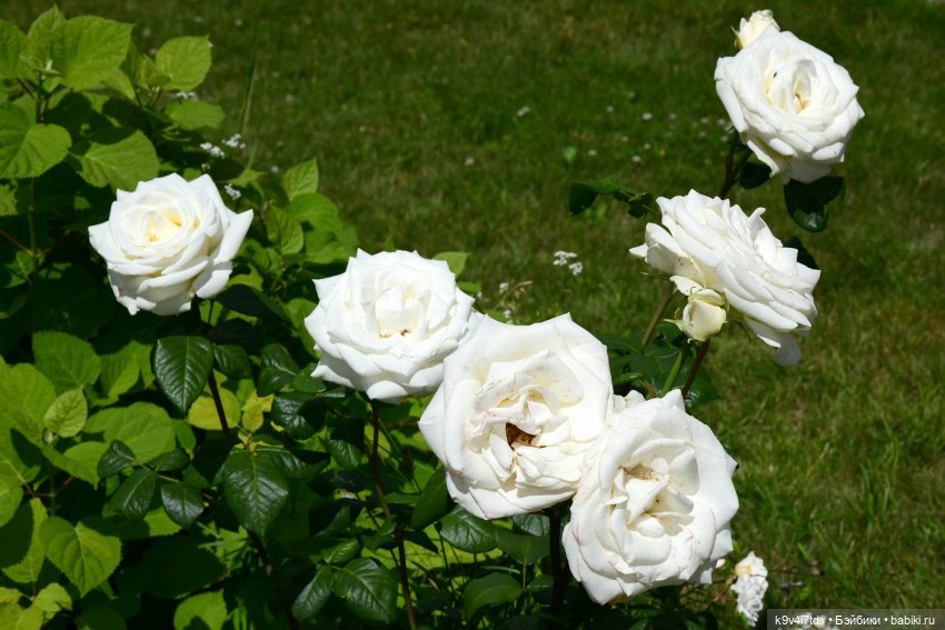 Путешествие в Старицу — Туризм и путешествия: фотоотчеты из поездок