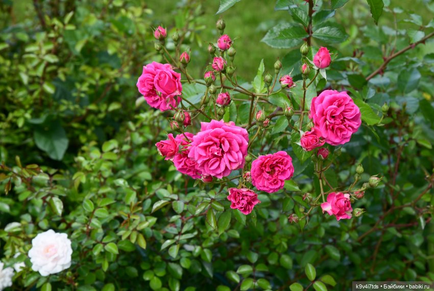 Путешествие в Старицу — Туризм и путешествия: фотоотчеты из поездок