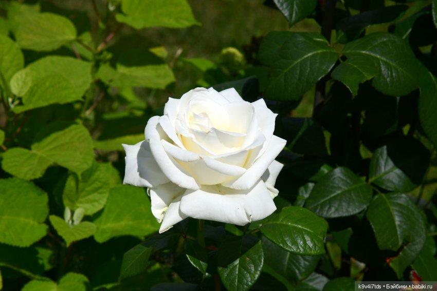 Путешествие в Старицу — Туризм и путешествия: фотоотчеты из поездок