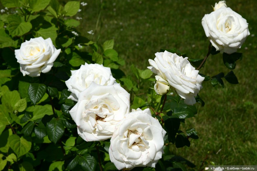 Путешествие в Старицу — Туризм и путешествия: фотоотчеты из поездок