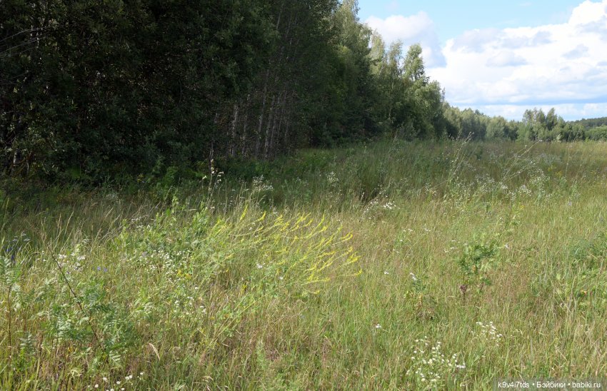 Первая прогулка Саши. Sasha Morgenthaler