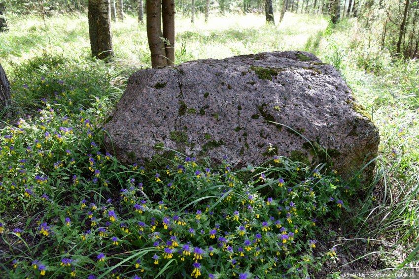Первая прогулка Саши. Sasha Morgenthaler