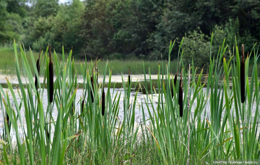 Первое путешествие Дороти. Тверской Водопад | Бэйбики Первое путешествие Дороти. Тверской Водопад