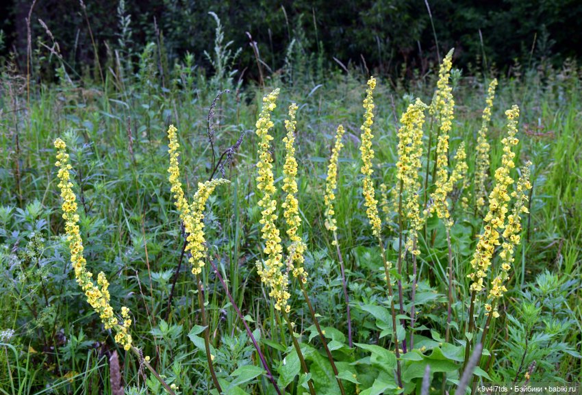 Первое путешествие Дороти, продолжение. Тверской Водопад | Бэйбики Первое путешествие Дороти, продолжение. Тверской Водопад (фото 7)
