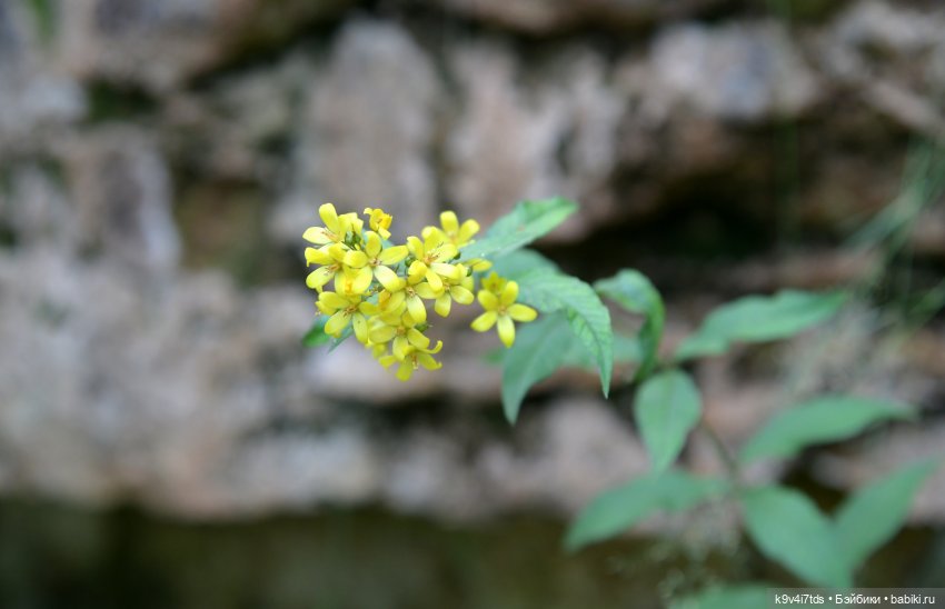 Первое путешествие Дороти. Тверской Водопад | Бэйбики Первое путешествие Дороти. Тверской Водопад