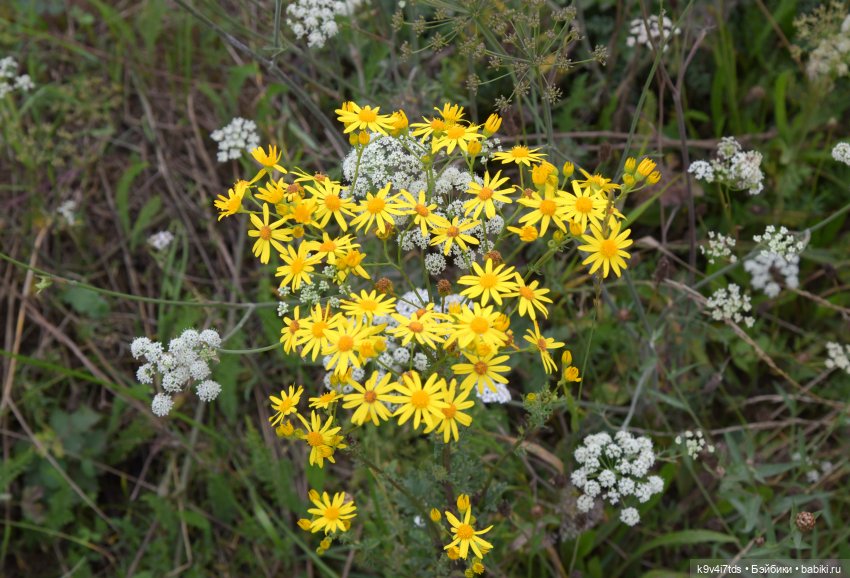 Первое путешествие Дороти, продолжение. Тверской Водопад | Бэйбики Первое путешествие Дороти, продолжение. Тверской Водопад