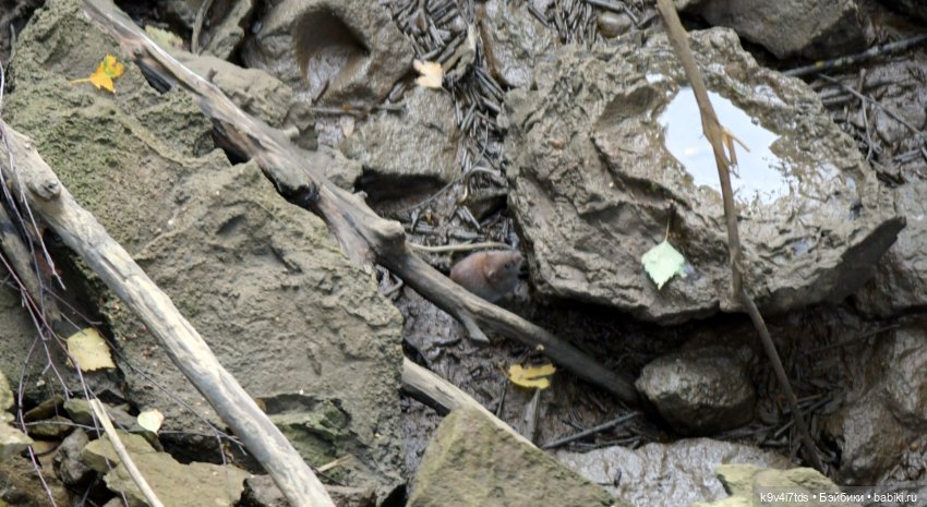 Первое путешествие Дороти, продолжение. Тверской Водопад | Бэйбики Первое путешествие Дороти, продолжение. Тверской Водопад