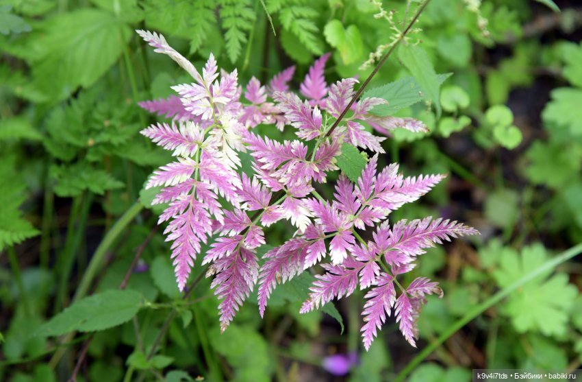 Первое путешествие Дороти, продолжение. Тверской Водопад | Бэйбики Первое путешествие Дороти, продолжение. Тверской Водопад