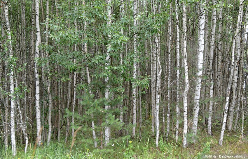 Первое путешествие Дороти, продолжение. Тверской Водопад | Бэйбики Первое путешествие Дороти, продолжение. Тверской Водопад
