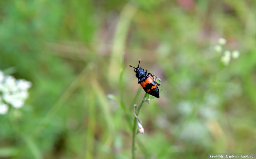 Первое путешествие Дороти. Тверской Водопад | Бэйбики Первое путешествие Дороти. Тверской Водопад